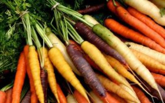 23654-jaune_blanche_rouge_et_violette_decouvrez_les_varietes_oubliees_de_la_carotte_2