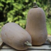 BUTTERNUT