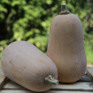 Butternut.jpg