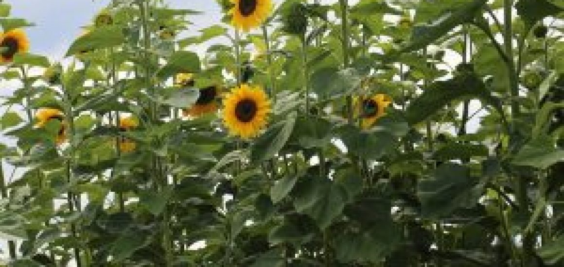 I-Autre-22051_1200x1200-tournesol-geant-ab.net_