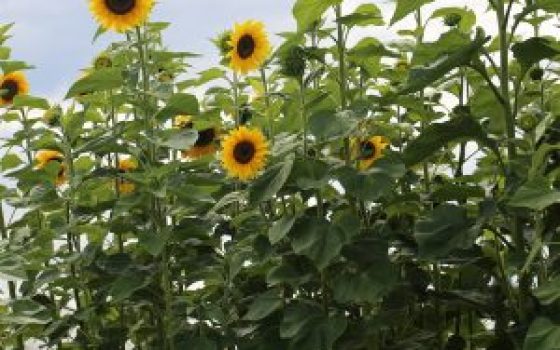 I-Autre-22051_1200x1200-tournesol-geant-ab.net_