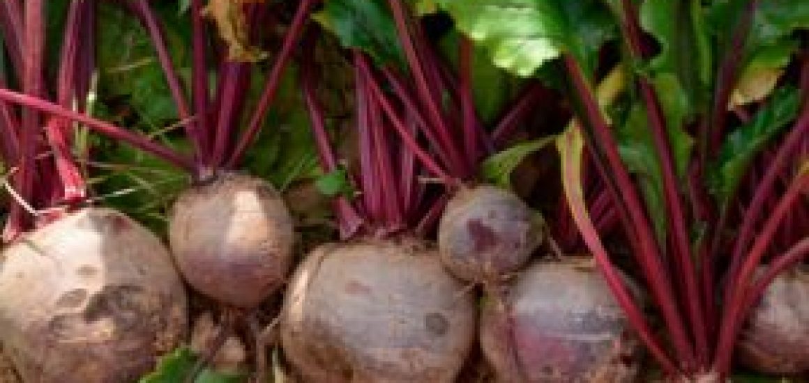 betteraves-rouges