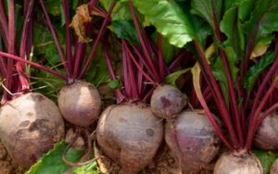 betteraves-rouges
