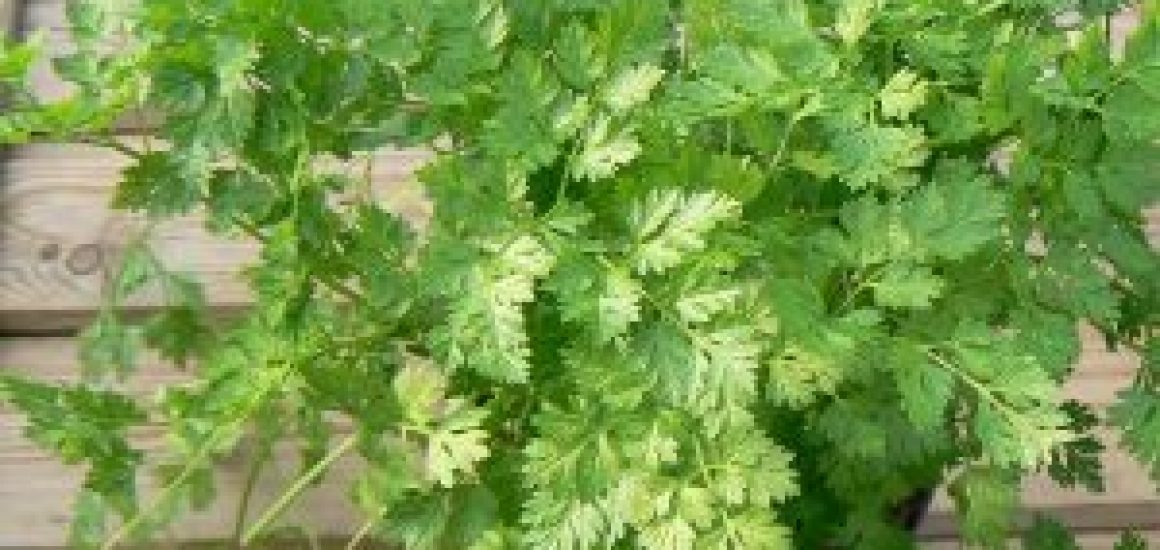 cerfeuil-6002-2-600x450-1