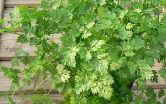 cerfeuil-6002-2-600x450-1